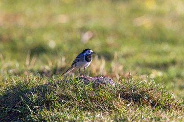 White wagtail sitting on a stone in a meadow