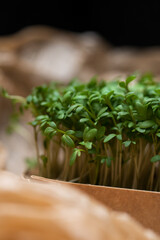 Frische Gartenkresse in Nahaufnahme 