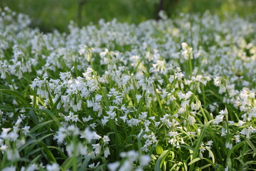 white spring flowers