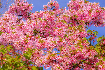 青空に映える満開の河津桜