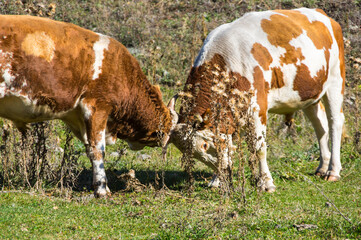 View of cows in Altay mountains