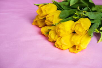 Yellow blooming tulips on a pink background. There is space for text. Floral background for banner, postcard, advertising.