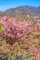 河津桜のある風景