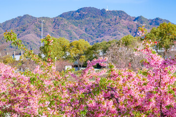 Obraz premium 河津桜のある風景