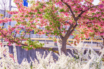 河津桜のある風景