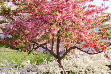 河津桜のある風景