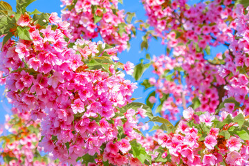 青空に映える満開の河津桜
