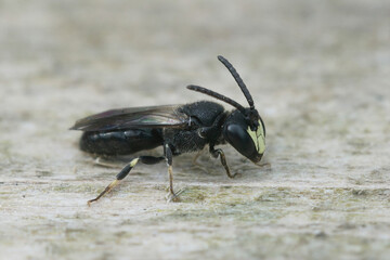 Closeup von a common white faced masked bee, Hylaeus communis sitting on wood