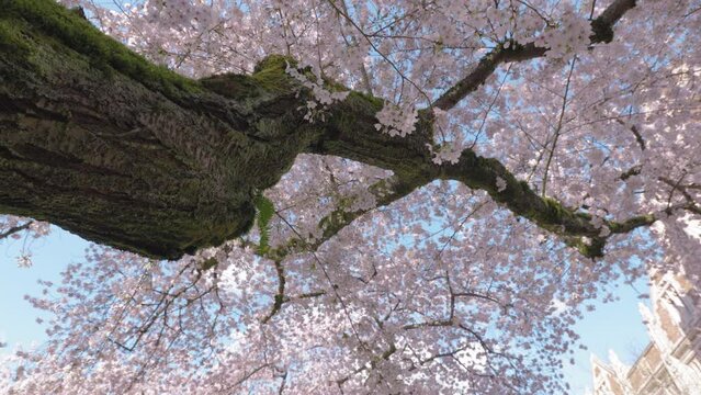 Texture Branch of Japanese Cherry Blossom Tree