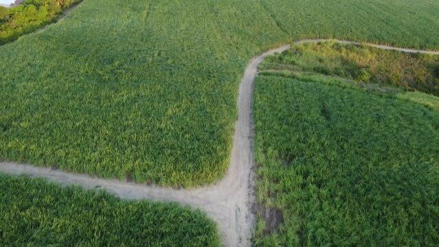 Fal&eacute;sias Praia Gunga Alagoas Paisagem Litoral Mar P&ocirc;r do Sol Oceano Areia Geologia Geografia Zona da Mata
