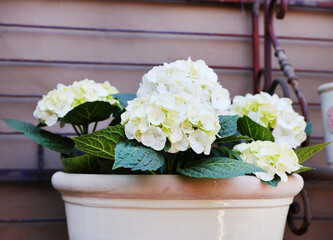 white hydrangeas