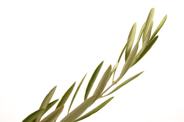 close-up of an olive branch isolated on a white background