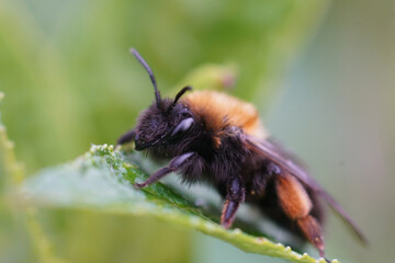 Closeup on a female Clarke's mining bee, Andrena clarkella sitting on a green leaf