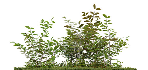 Green garden on transparent background, meadow plant, nature landscape, 3d render illustration.