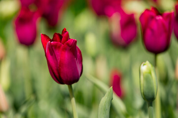 rote Tulpenblüte im Garten