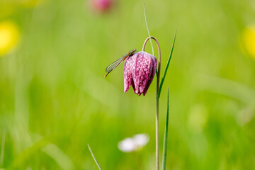 Schachbrettblume, einzeln