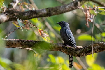 Black-winged cuckooshrike or Lalage melaschistos observed in Latpanchar