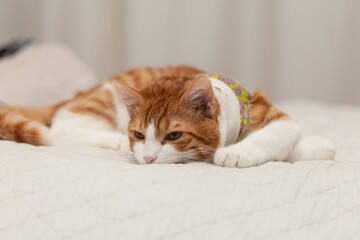 Fototapeta na wymiar Domestic yoing cat in bandage with broken paw