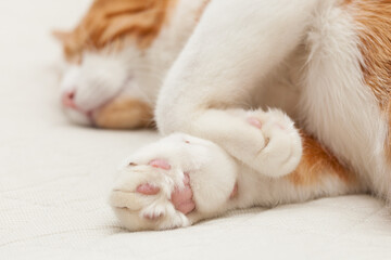 Fototapeta na wymiar Domestic yoing cat in bandage with broken paw