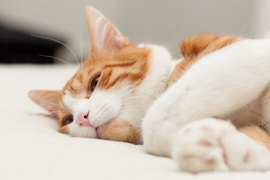 Domestic yoing cat in bandage with broken paw