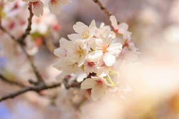 桜