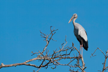 Asian Openbill, Anastomus oscitans, on the tree under summer fresh blue sky, Thale Noi Lake, Phatthalung, Thailand.