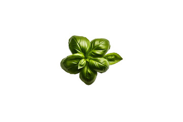 Fresh basil png transparent photo