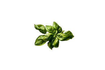 Fresh basil png transparent photo