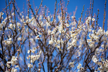 梅の花