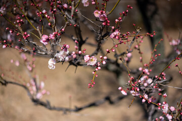 梅の花