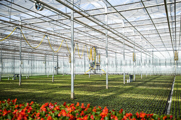 Greenhouse with plants. The industry of growing plants in greenhouses