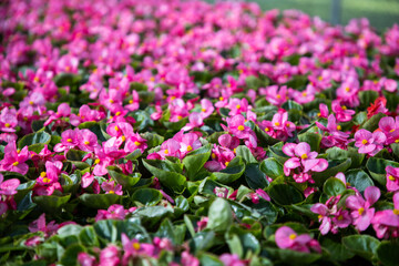 Field of pink flowers. Floral background. Floral carpet