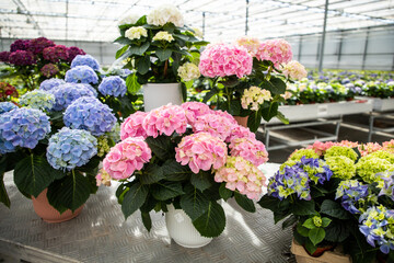 Hydrangea in pots. Multicolored hydrangea flowers