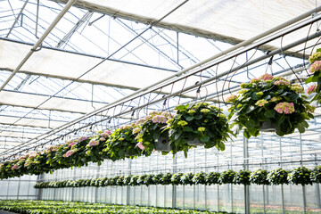 Fototapeta premium Hydrangea in pots. Greenhouse with flowers. The industry of growing plants in greenhouses. Potted plants are suspended above in the greenhouse.