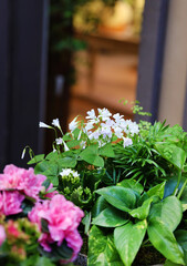blooming clover plant