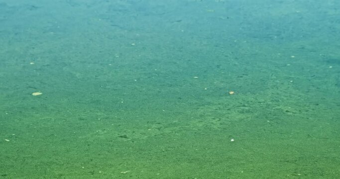 Green toxic water in sea, closeup. Environment polluted by algae bloom in summer. Ecology pollution. Dirty water in lake, river, pond. Environmental problem, disaster. Background of dirty nature