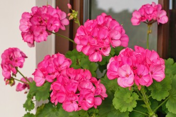 Fototapeta premium Richly blooming geranium flowers on the windows