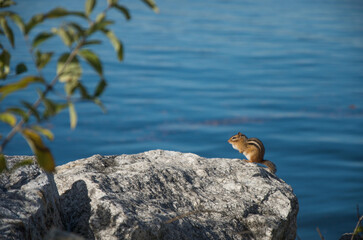 chipmunk