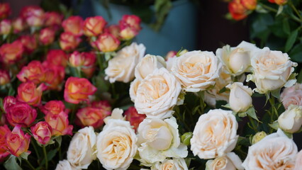 Fototapeta na wymiar Colorful Roses Background