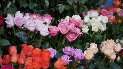  Colorful Roses Background