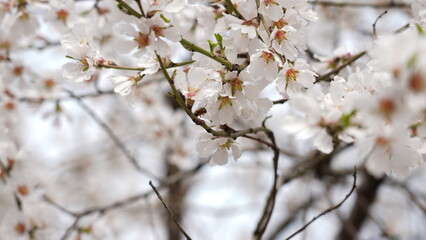 Colorful Flowers Background. Spring Flowers Backdrop