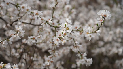 Colorful Flowers Background. Spring Flowers Backdrop