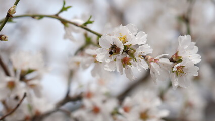 Colorful Flowers Background. Spring Flowers Backdrop