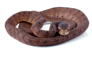 Slug eater snake on a white background
