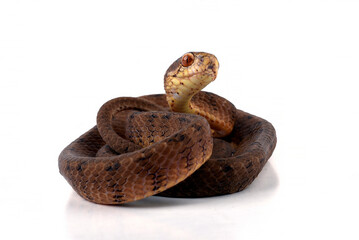 Slug eater snake on a white background