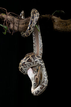 Burmese python with its prey , coiled around a tree