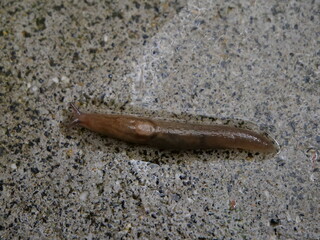 上から見たナメクジ