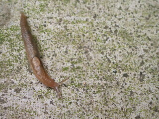 乾いたコンクリートにいたナメクジ