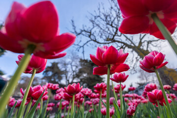 Tulips in a flower bed, pink blooming flowers against the sky and trees, spring flowers.