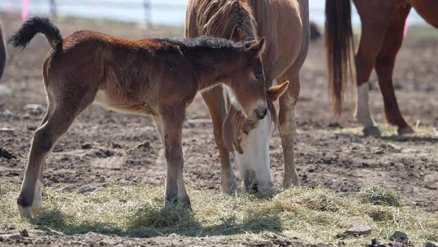 Baby filly in a pasture with other horses standing in hay.
